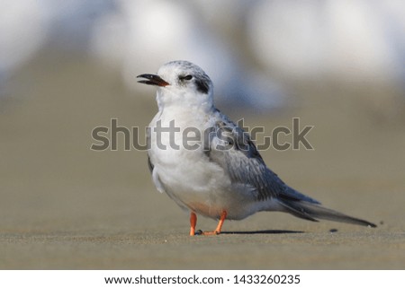Juvenile Black Fronted Tern in New Zealand