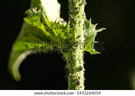 A macro view of aphid insects crawling over a green thorny plant outdoors. Common garden pest and insecticide concept.