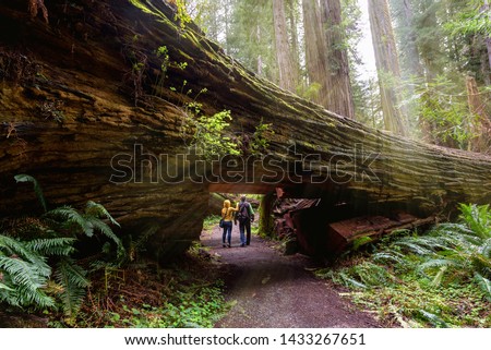 A couple tourists hiking in Redwood National Park, California Royalty-Free Stock Photo #1433267651