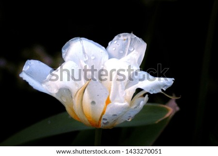 Natural white tulip on a black background. Floral picture on black background, garden natural white tulip