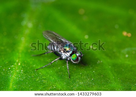 Macro flies on green leaves