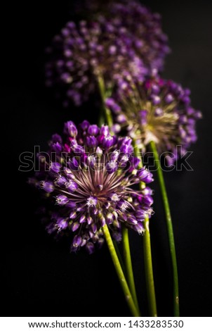 
The composition of vegetables and flowers decorative onions. On a black background. Low key photo