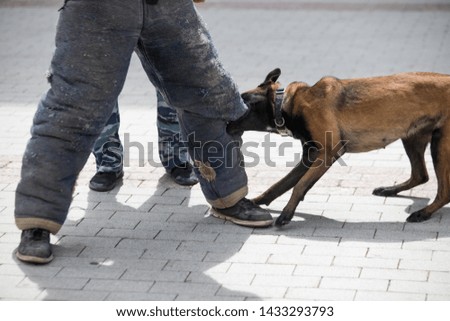 Training a police dog, the moment of the attack on the ground.