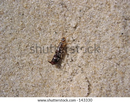 Earwig in the sand