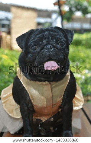 PICTURE OF A BLACK PUG IN THE PARK
