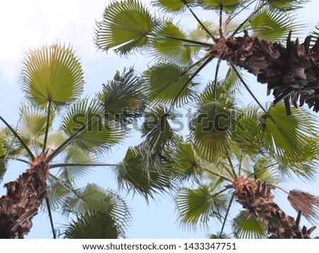 big leaves of a tropical palm tree on the background of a clear sky