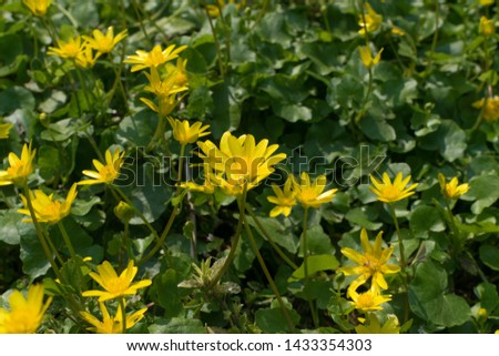 Ficaria verna, lesser celandine, pilewort or ranunculus ficaria yellow spring flowers close up