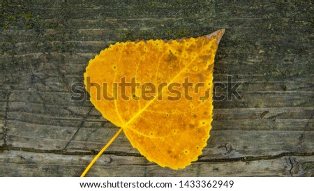 autumn dry leaves, top view image