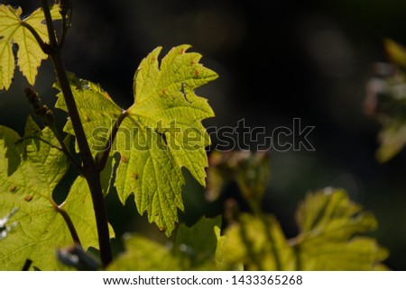 Grape leaf crossed by sunlight