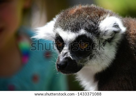 lemur Madagascar pictures natural parck