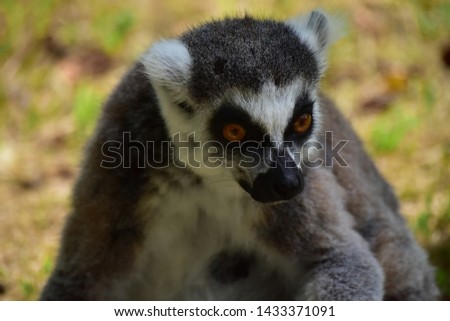 lemur Madagascar pictures natural parck