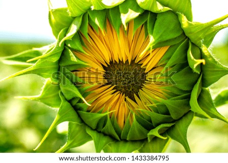 Single sunflower bud on a blurred field background. The concept of life. Photo of agriculture.