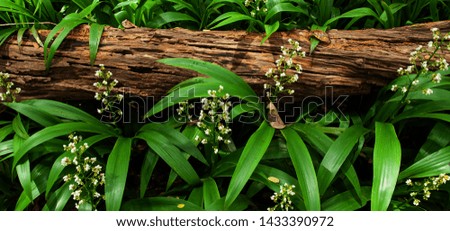 Picturesque top view of old log on flower field, beautiful white flowers are in bloom with green leaves, art shape and pattern of old log. Close. Selective focus.