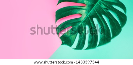 Fresh natural green monstera leaf or swiss cheese plant on pink and teal pastel background. Summer concept. Macro.