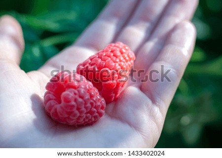 Handful of raspberries in hand. Health concept. Summer photo.