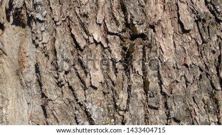 texture and background of old tree bark
