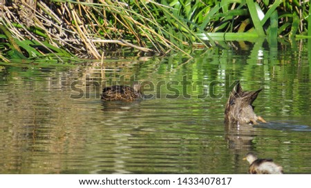 Ducks feeding swimming in the wetlands