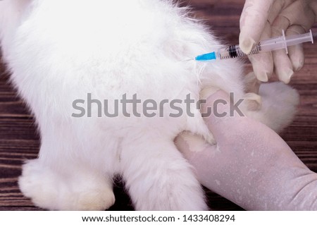 vaccination white rabbit closeup of the back leg, the farmers shot rabbits. White fluffy rabbit and a syringe with a vaccine