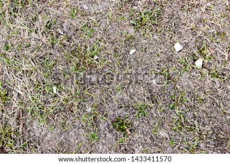 pictured in the photo short grass field with dry leaf