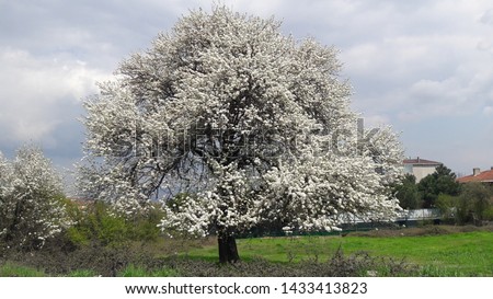 beautiful blossom tree view nice