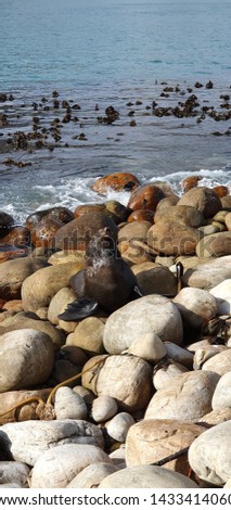Seal baking in the sun at Houtbay on a cold winters morning in Cape-Town
