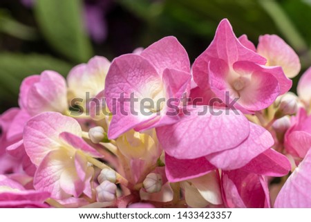 Hydrangea macrophylla pink flowers closeup