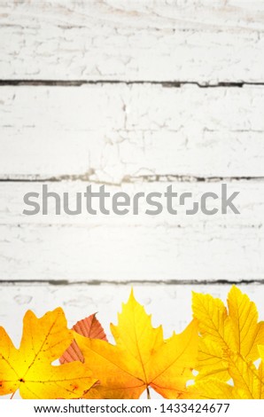 Autumn background of fall leaves on the wooden board, top view.