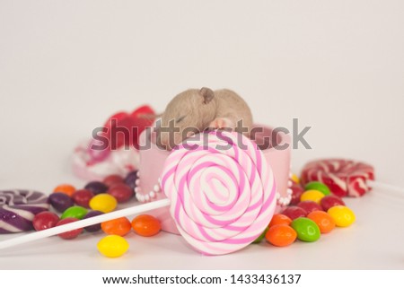 Birthday concept. Festive rat with candy. Mouse in a pink box with sweets. Newborn rodent.