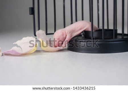 A rat cub crawls out of the cage. Newborn baby mouse. Bald little rodent. Decorative animals.