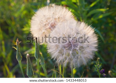Seedhead of goat's beard on background of grass, Tragopogon pratensis. The growing salsify close up. Asteraceae Family. Flower similar to a dandelion - meadow Salsify (common names Jack-in bed-at-noon