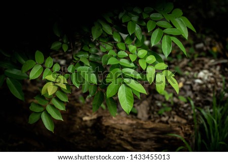 Green leaves pattern background, green natural background