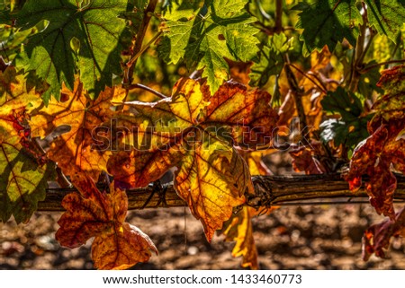 Closeup view of a grapevine tree green and orange leaves during an autumn sunny day - Image