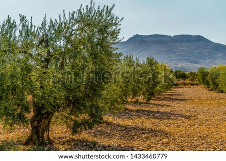 Picture on an olive trees field during a sunny day in Spain - Image