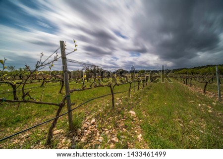 Long exposure panoramic view of a vineyard during a winter cloudy day with clouds streaming in the sky - Image