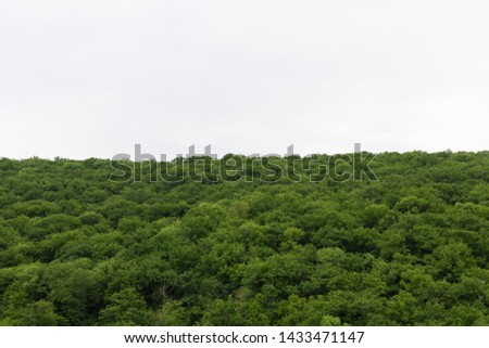 Green trees in the mountains of Georgia. Texture background for design.