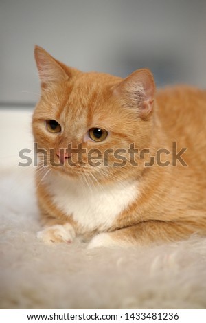 beautiful red and white cat portrait close