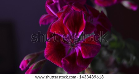 Creative background with flowers illuminated by local light in black space.