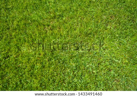 Green grass texture background. Green lawn. Backyard for background. Grass texture. Green lawn desktop picture, Park lawn texture.