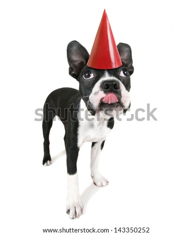 a cute baby boston terrier on a white background with a birthday hat on