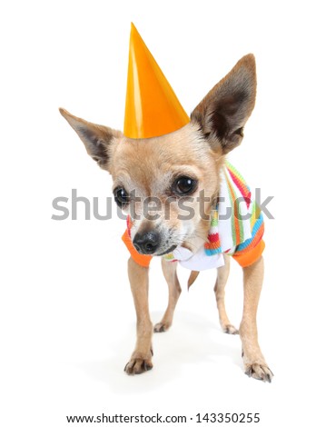 a cute chihuahua in a tiny shirt with a birthday hat on