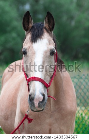 Light coffee colored horse as horse training
