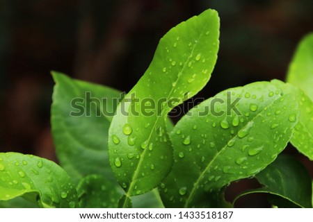 Fresh green lime leaves after the rain. 