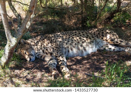 Cheetah wild cat sleeping on the ground. African wildlife safari game drive scene