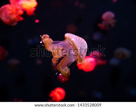 Close-up Jellyfish, Medusa in fish tank with neon light. Jellyfish is free-swimming marine coelenterate with a jellylike bell- or saucer-shaped body that is typically transparent