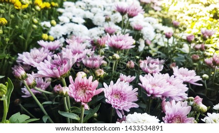 Beautiful flower background. Flower in thailand