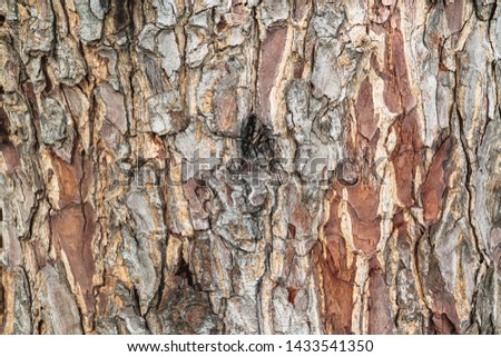 Bark Tree Texture with high resolution files
