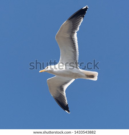 Close up on a Seagull with wings spread soaring across a blue sky on a warm summer day