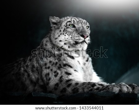 Portrait of a snow leopard. Turquoise background. Beautiful picture.