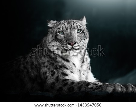 Portrait of a snow leopard. Turquoise background. Beautiful picture.