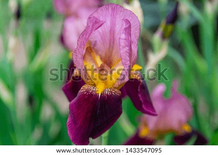 Iris flower blooms on a background of flowers. Close-up, texture.